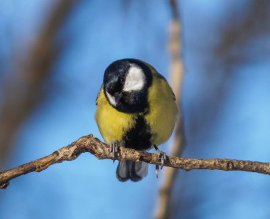 Başını çevirdi ve bir dalda poz verdi.