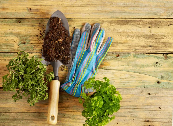 Pflanzen, Schaufel und Handschuhe — Stockfoto