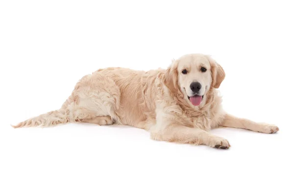 Złoty pies myśliwski na biały — Zdjęcie stockowe