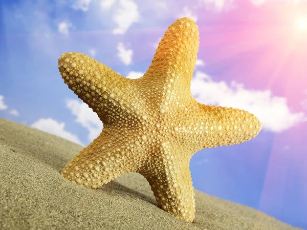 Starfish on beach — Stock Photo, Image