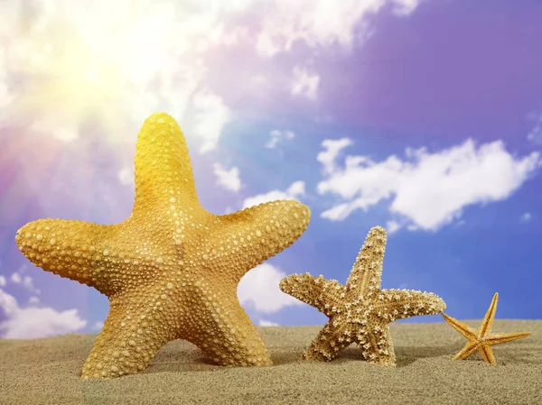 Sahilde deniz yıldızı aile Stok Resim