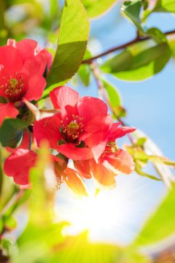 Çiçeği çiçek arka plan