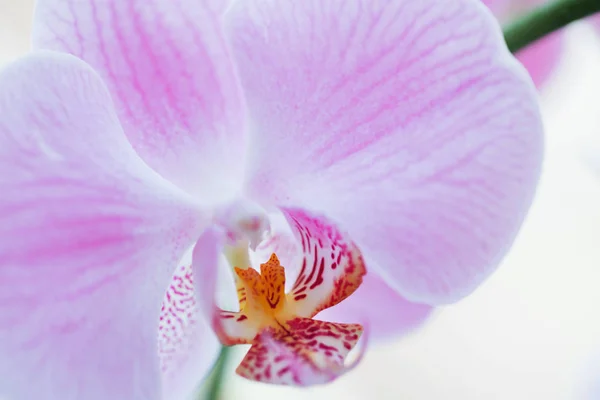 Sfondo di close-up del Orchid — Foto Stock