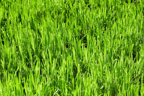 Gras achtergrond detail — Stockfoto