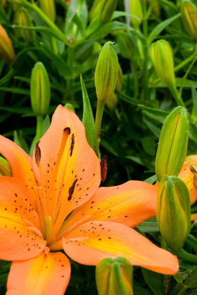 Yangın lily çiçek — Stok fotoğraf