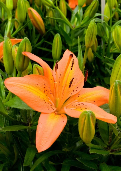 Feuerlilienblüte — Stockfoto