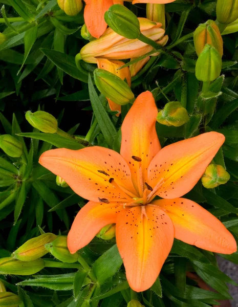 Jardín de flores Lily — Foto de Stock