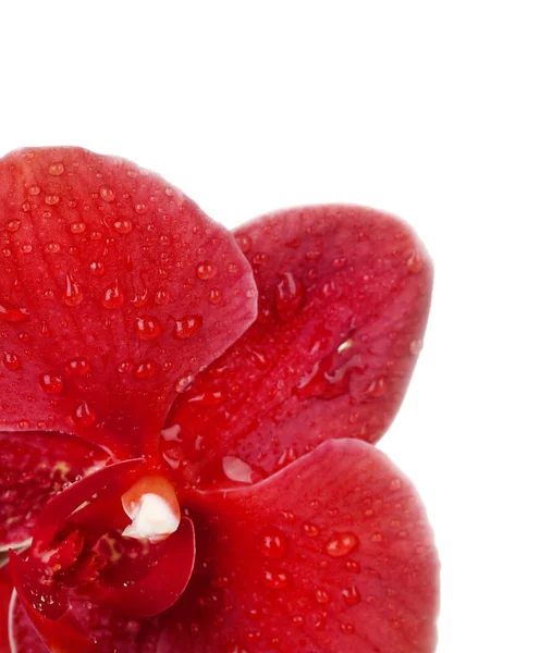 Primo piano orchidea rossa — Foto Stock