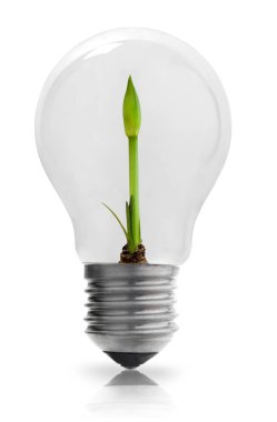 Ampul bitki yetiştirme ile