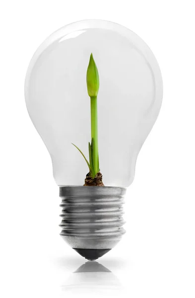 Лампочка з рослиною, що росте — стокове фото
