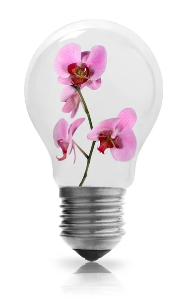 Glühbirne mit Orchidee — Stockfoto