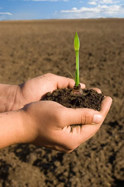 Mãos segurando nova planta de crescimento — Fotografia de Stock