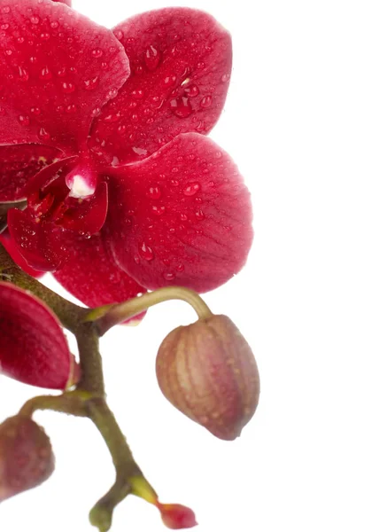 Rode orchidee detail op wit — Stockfoto