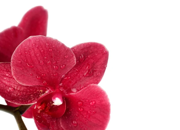 Orchidea rossa su bianco — Foto Stock