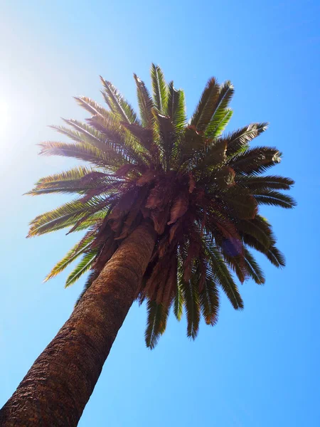 Hermosa palmera — Foto de Stock