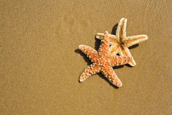 Rozgwiazdy na piasku — Zdjęcie stockowe
