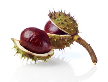 Kestaneler beyaz üzerine izole