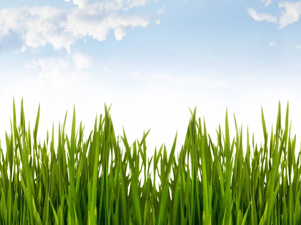 Stébla trávy — Stock fotografie