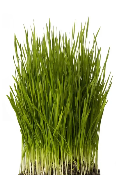 Hoja de hierba —  Fotos de Stock