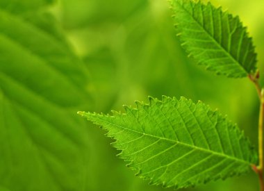 Closeup yeşil yapraklar