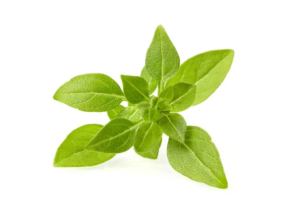 Basil daun di atas putih — Stok Foto