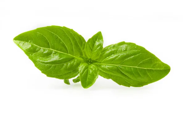 Basil daun di atas putih — Stok Foto