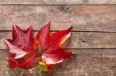 Sonbahar tahta üzerinde yapraklar