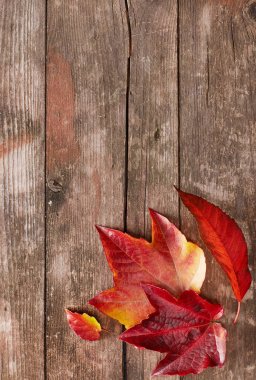 Tahta üzerinde yapraklar