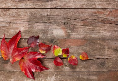 Sonbahar tahta üzerinde yapraklar