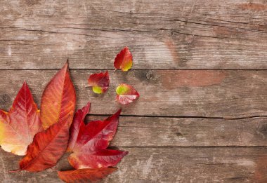 Sonbahar tahta üzerinde yapraklar