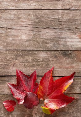 Sonbahar tahta üzerinde yapraklar