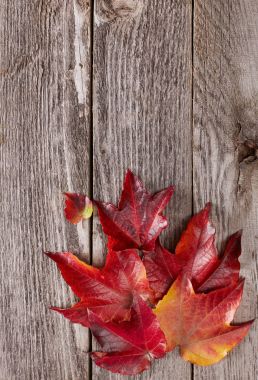 Sonbahar tahta üzerinde yapraklar