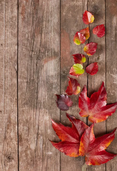 Hojas de otoño sobre madera — Foto de Stock