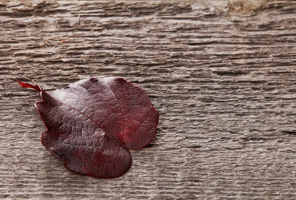 Plan rapproché des feuilles d'automne — Photo