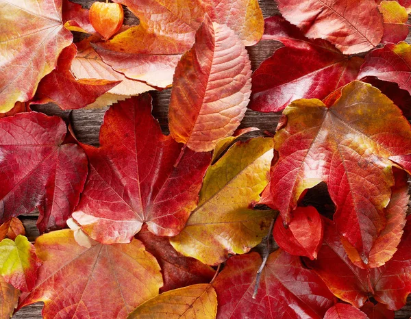 秋天的树叶在木头上 — 图库照片