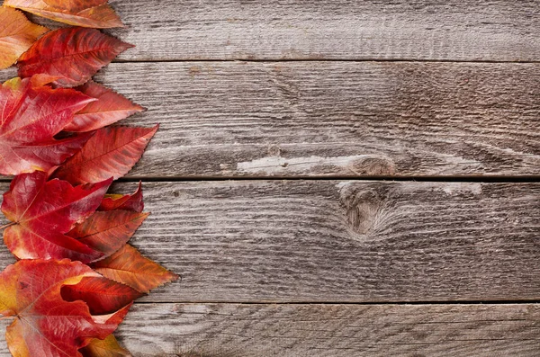 Hojas coloreadas sobre madera — Foto de Stock