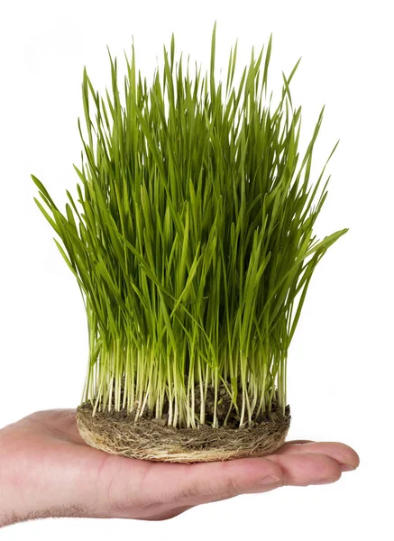 Çimen bir bıçak tutarak