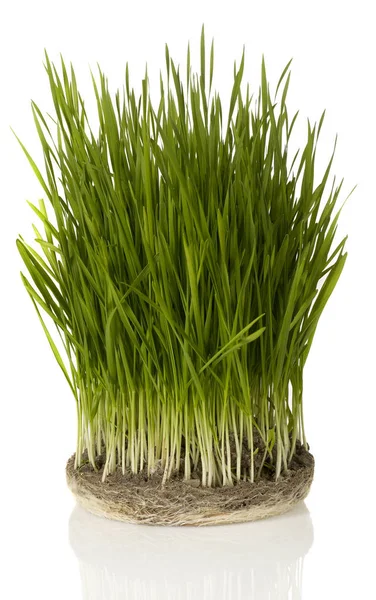 Hoja de hierba —  Fotos de Stock