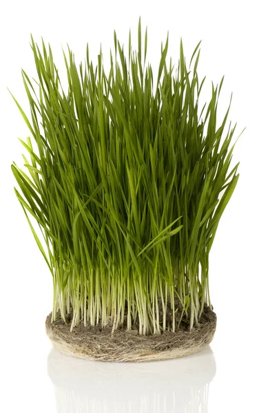 Blade of grass Royalty Free Stock Images