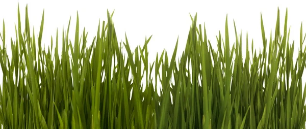 Hoja de hierba — Foto de Stock