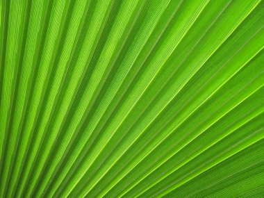 palmiye yaprağı doku