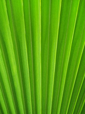 palmiye yaprağı doku