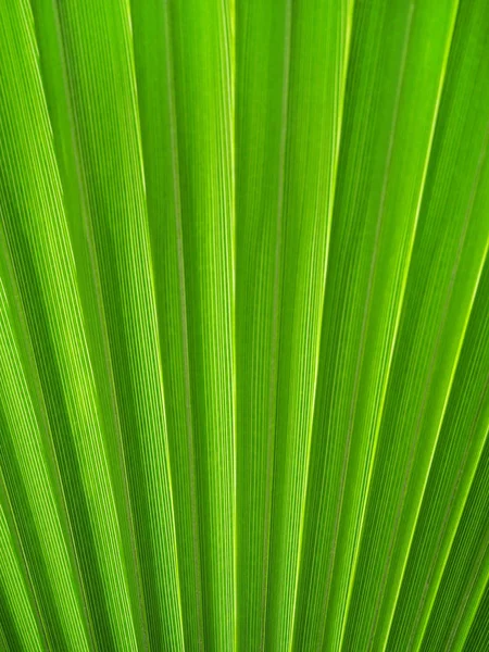 Textura de hoja de palma —  Fotos de Stock