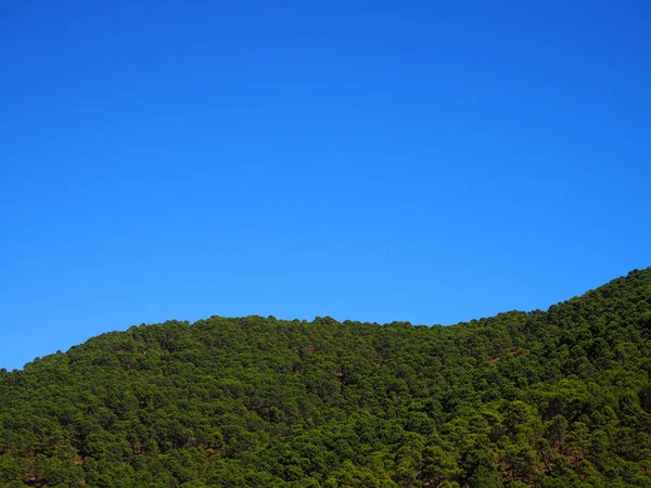 Ağaç orman ve mavi gökyüzü — Stok fotoğraf