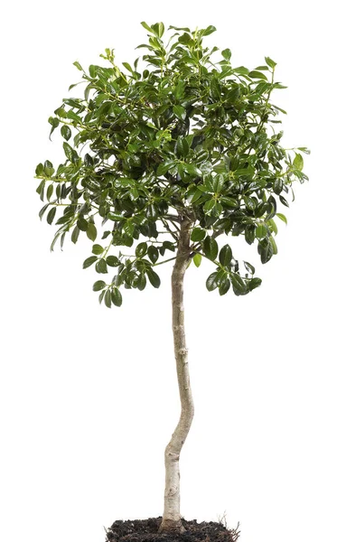 Kleiner Baum mit Wurzeln — Stockfoto