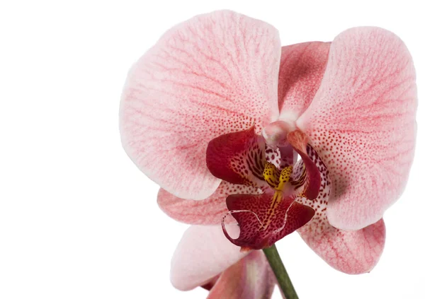 Orchidea su bianco — Foto Stock