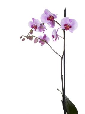 Beyaz Orkide çiçek