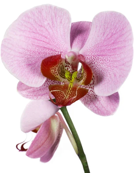 Orchidee bloei op wit — Stockfoto