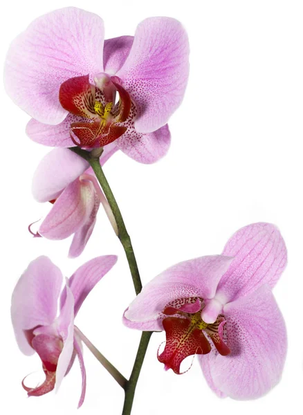 Fioritura del Orchid sul bianco — Foto Stock