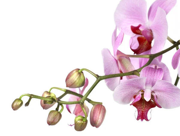 Orchidejí kvetou na bílém — Stock fotografie